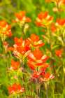 USA, Texas, Hill Country. Blooming Indian paintbrush flowers. Art Print